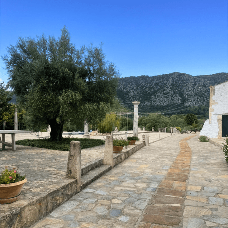 The stone terrace at Finca Son Vila with an ancient olive tree and the Tramuntana mountains behind