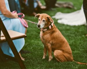 Dog friendly ice cream for weddings