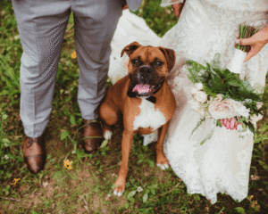 Dog friendly wedding recommendations