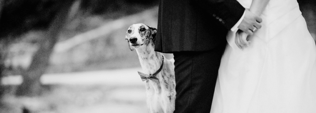 Dog friendly weddings in Essex