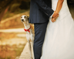 Essex wedding with Dog