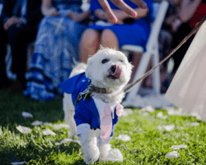 Wedding dog chaperon